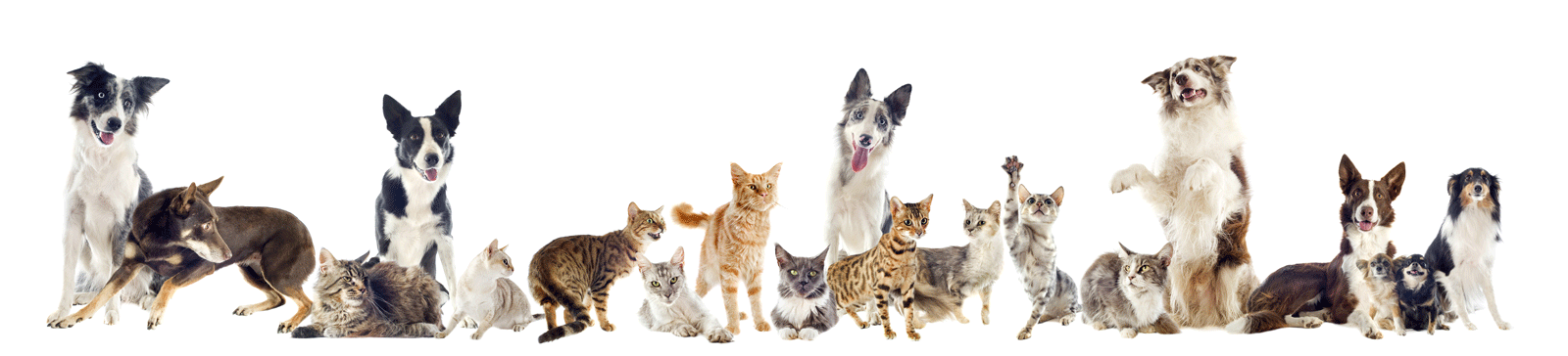 cat and dog banner